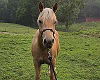 around-quarter-horse