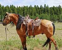 family-horse-missouri-fox-trotter