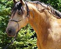 gaited-horse-missouri-fox-trotter
