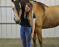 gentle-horse-missouri-fox-trotter