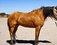 my-horse-connection-missouri-fox-trotter