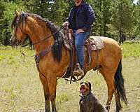 gun-safe-horse-missouri-fox-trotter