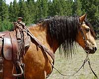 horse-for-sale-missouri-fox-trotter