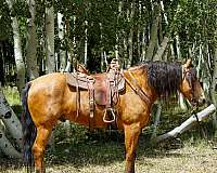 western-horse-missouri-fox-trotter