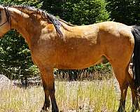 western-dressage-horse-missouri-fox-trotter