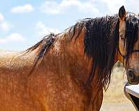 kid-friendly-horse-missouri-fox-trotter