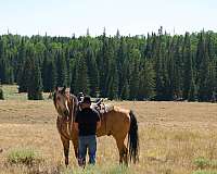tennessee-walking-horse-missouri-fox-trotter