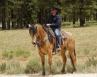 trail-horse-for-sale-missouri-fox-trotter