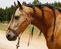 traffic-safe-horse-missouri-fox-trotter