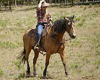 smooth-gaited-horse-missouri-fox-trotter