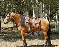 kentucky-mountain-horse-missouri-fox-trotter