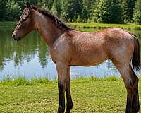 barrel-quarter-horse