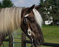 silb-all-around-pony