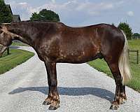 silb-athletic-pony