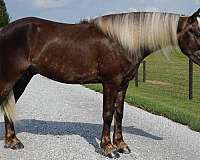 silb-companion-pony