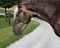silb-dappled-pony