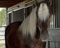 silb-driving-pony