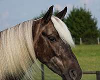 silb-flaxen-mane-pony