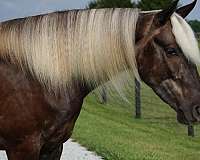 silb-harness-pony