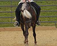 silb-ridden-english-pony