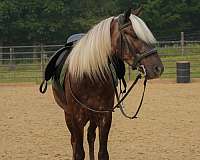 silb-ridden-western-pony
