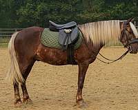 silb-trail-pony