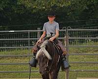 silb-trail-riding-pony