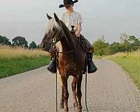 silb-trained-pony
