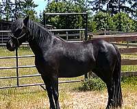 canadien-horse