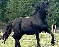 canadien-colt