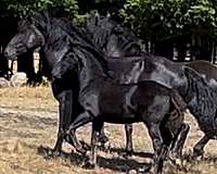 canadien-canadian-horse