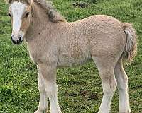 bay-dun-gypsy-vanner-gelding