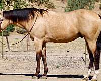 athletic-quarter-horse