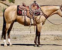 beginner-quarter-horse