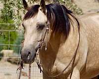 calf-roping-quarter-horse