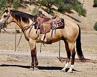 endurance-quarter-horse