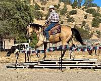 husband-safe-quarter-horse