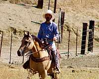 kid-safe-quarter-horse