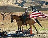 parade-quarter-horse