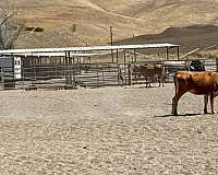 performance-quarter-horse