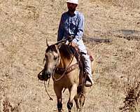 playday-quarter-horse