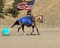 ranch-quarter-horse
