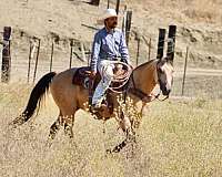 ranch-versatility-quarter-horse