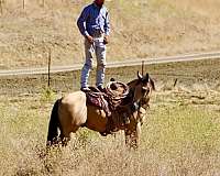 ranch-work-quarter-horse