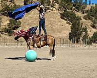 ridden-western-quarter-horse