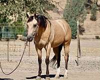 roping-quarter-horse