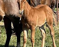 red-roan-working-cattl-horse