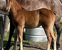 working-cattl-stallion