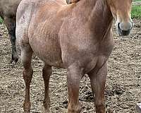 star-snip-horse