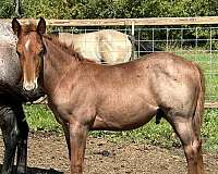 red-roan-star-snip-horse